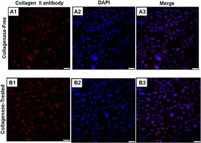 Culture of Mesenchymal Stem Cells Derived From the Infrapatellar Fat Pad Without Enzyme and Preliminary Study on the Repair of Articular Cartilage Defects in Rabbits